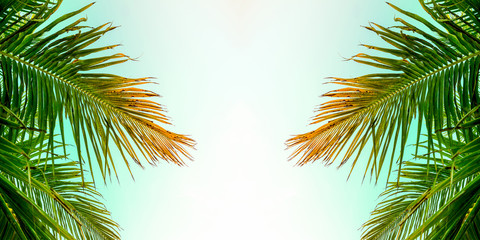 Fototapeta na wymiar Vintage palm trees,vintage filter effect