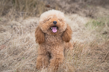 Toy Poodle On Grassy Field.