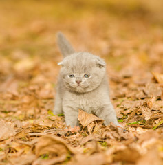 Small gray kitten in autumn park