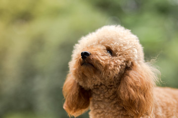 Toy Poodle On Grassy Field.