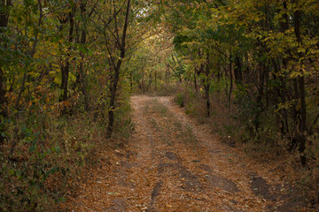 Obraz premium Autumn forest