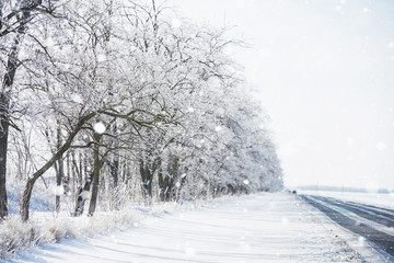 Snowy road. Winter snowfall. Trees in the snow.