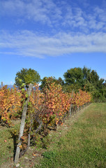 Fototapeta na wymiar Autumnal rows of grape vines in late October in the north east Italian region of Friuli Venezia Giulia. 