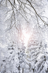 Trees in the snow, snow. Snow, freezing. Christmas, New Year, snowy landscape. Winter background. Copy space.