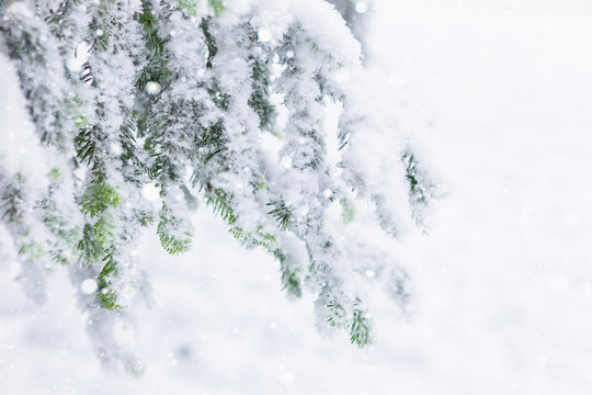 Trees in the snow, snow. Snow, freezing. Christmas, New Year, snowy landscape. Winter background. Copy space.