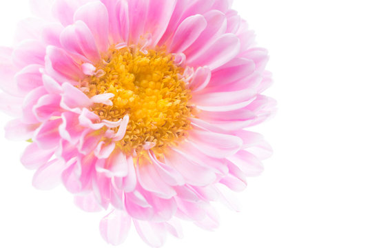 Pink flowers close-up macro photo