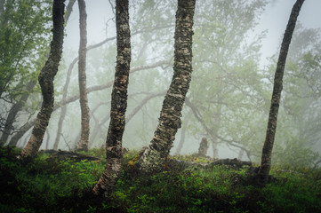 Fototapeta premium Foggy day in Norwegian forest