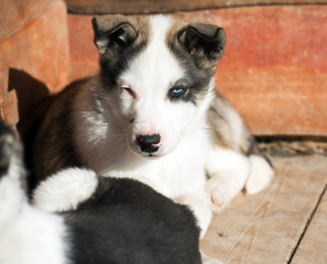 Siberian Husky puppy outdoors