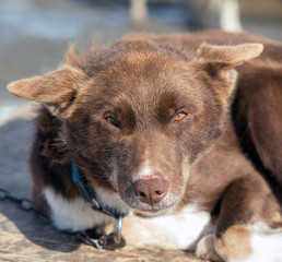 Portrait of husky dog, Tromso, Norway