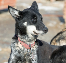 Portrait of husky dog, Tromso, Norway