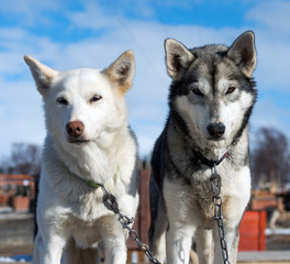 Portrait of husky dog, Tromso, Norway © belov3097