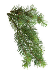 The branch of a fir-tree isolated. Close-up.