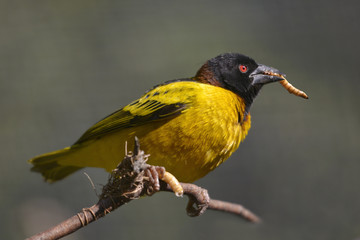 Male Village Weaver (Ploceus cucullatus) on branch with larva insect in the beak