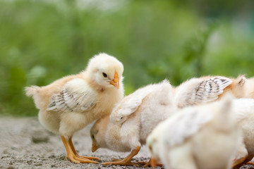 Baby chickens water drinking on dish.