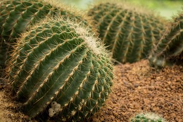 Cactus in a simulation of the pallet.