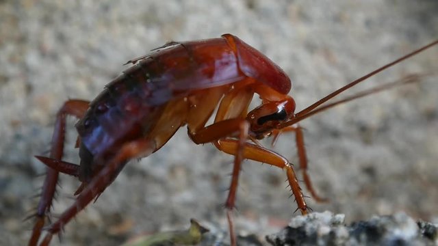 Large cockroach. Macro