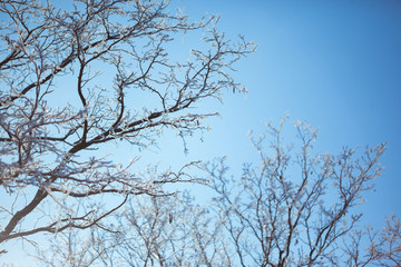 Fototapeta na wymiar Sun shines through trees on blue sky background.