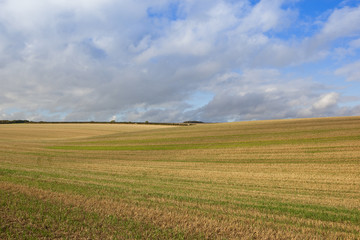 Obraz premium harvested wheat field