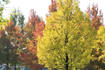 Fototapeta premium 紅葉の時期がやってきた