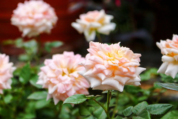 flower in cameron highland, malaysia