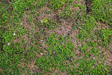 Moss and pine needles on the ground