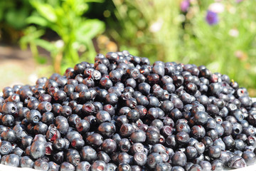 Blueberry commonly called bilberry, whortleberry, huckleberry or European blueberry.