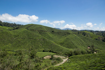 Fototapeta na wymiar View over the tee plantations in the Cameron Highlands, Malaysia