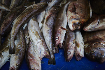 Obraz premium Fishes 