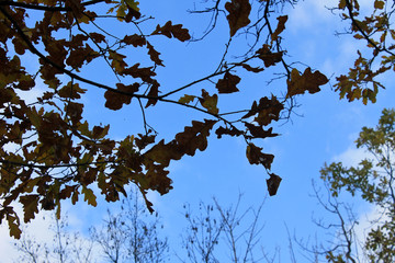 Oak autumn leaves on the twig