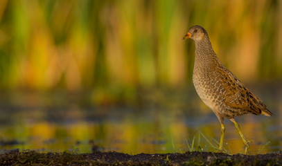 Spotted crake / Porzana porzana