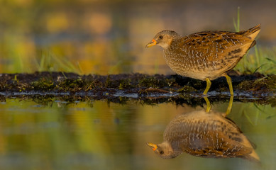 Spotted crake / Porzana porzana