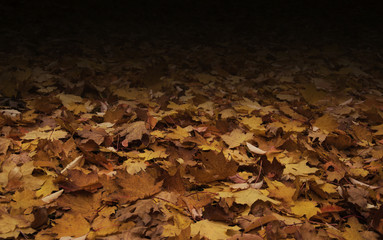 Background of colorful autumn leaves on forest floor