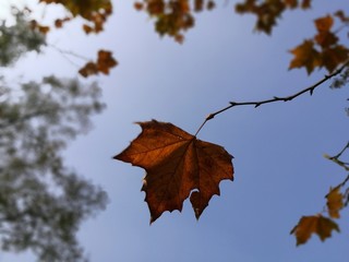 leaf in autumn