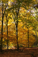 Fototapeta na wymiar Woodland scene with yellow and brown autumn leaves
