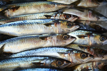 Obraz premium Fishes 