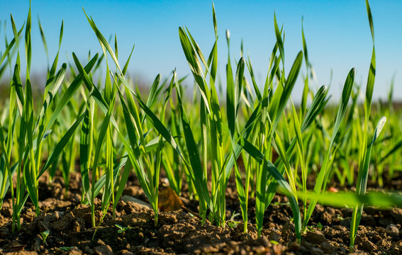 Fototapeta Young sprouts of wheat closeup view
