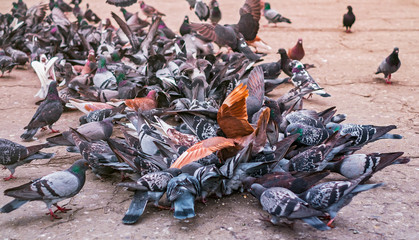 Group of pigeon eating food on concrete floor