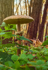 Mushroom in the forest
