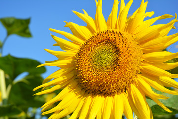 Sunflowers field, sunflower photo, sunflower wallpaper.