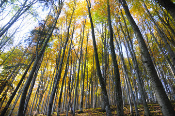 Autumn forest trees with sunlight. Autumn forest trees photo. 