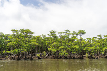Fototapeta na wymiar Mangrove Forest at Nakama River in Iriomote Island, Okinawa (西表島 マングローブ林(仲間川上流))