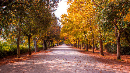 Fototapeta na wymiar wooded path in autumn