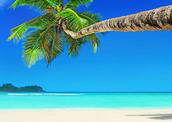 Perfect white sandy palm beach Baie Lazare, Mahe island, Seychel