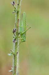Great Green Bush-Cricket, Tettigonia viridissima
