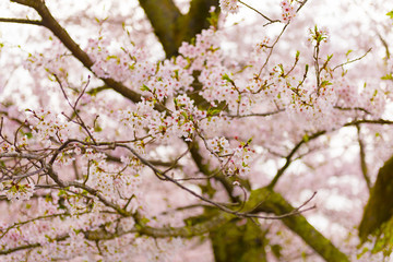 Cherry blossoms in Shiga Japan