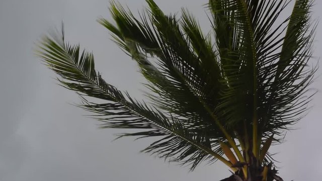 Palm tree on dark grey sky in the rude wind. Slow motion.