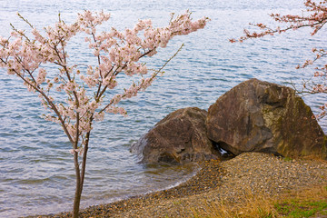 Cherry blossoms in Shiga Japan