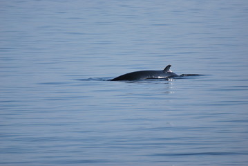 Fototapeta premium Rorqual 