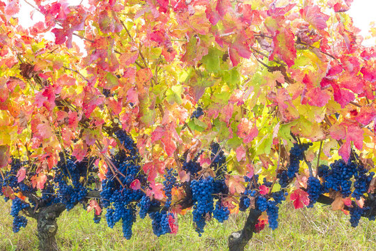 Aglianico Del Vulture