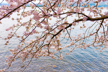Cherry blossoms in Shiga Japan